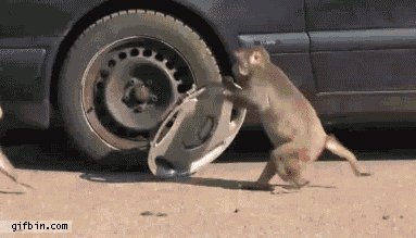 1310033774_monkey_steals_wheel_cover